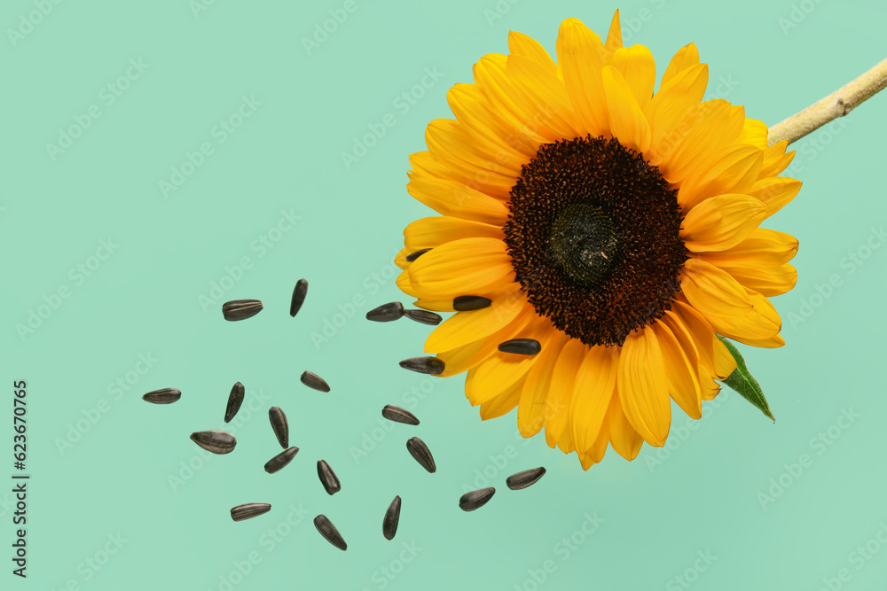 Flying sunflower and seeds on green background