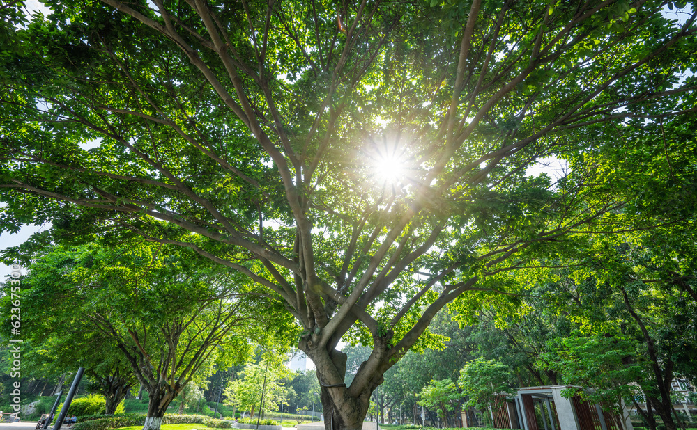 Big banyan tree in the green belt of Yanjiang Park, Zengcheng District, Guangzhou, China