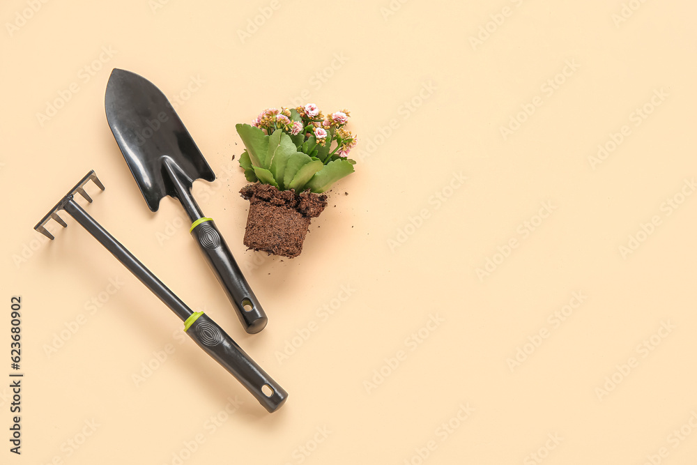 Plant with soil and gardening tools on beige background