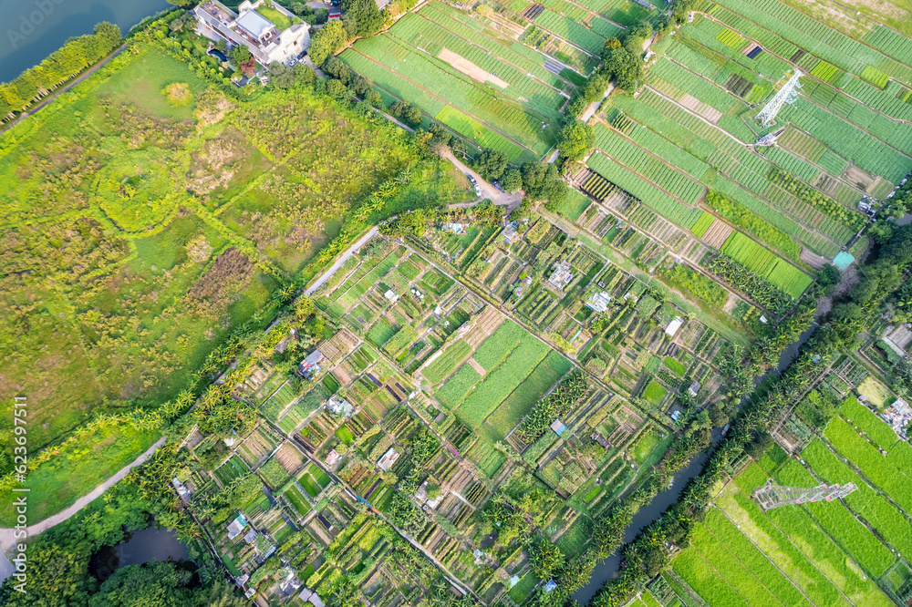 Farmland crops on the edge of Haizhu Lake in Guangzhou