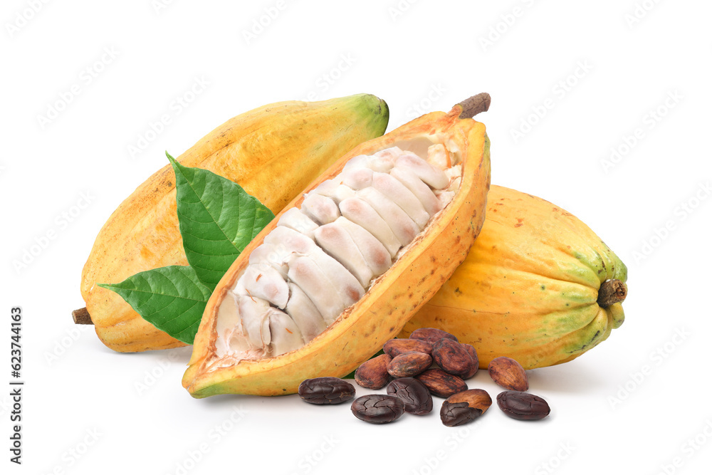 Fresh cocoa pods with dried  cocoa beans isolated on white background.