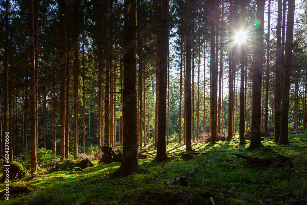 Magic sunset light in mossy green forest landscape.