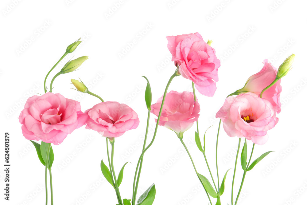 Beautiful pink eustoma flowers on white background