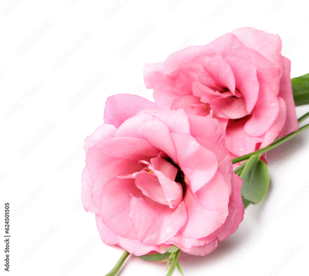 Beautiful pink eustoma flowers on white background