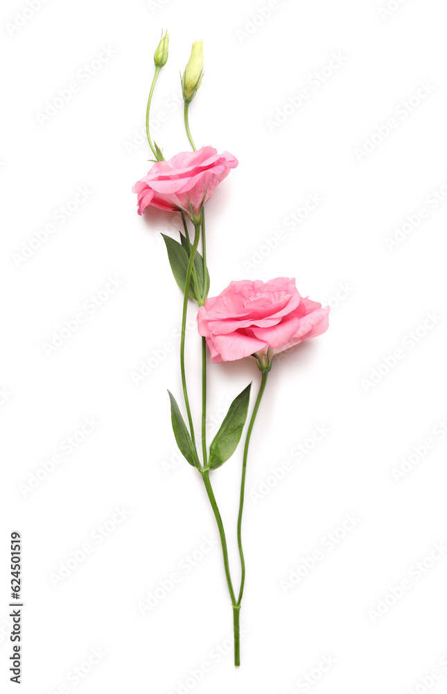 Beautiful pink eustoma flowers on white background