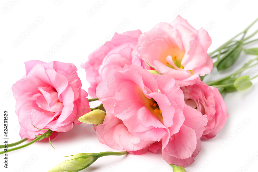 Beautiful pink eustoma flowers on white background