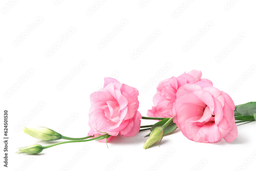 Beautiful pink eustoma flowers on white background