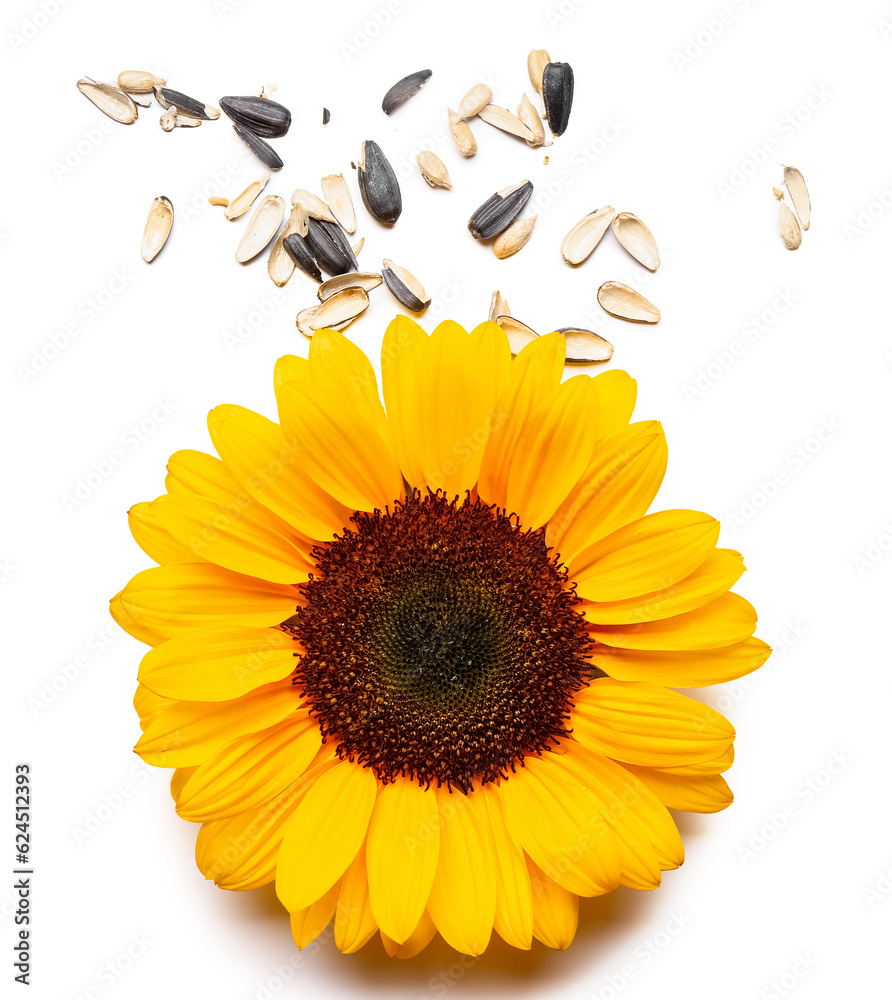 Sunflower with seeds and peel isolated on white background