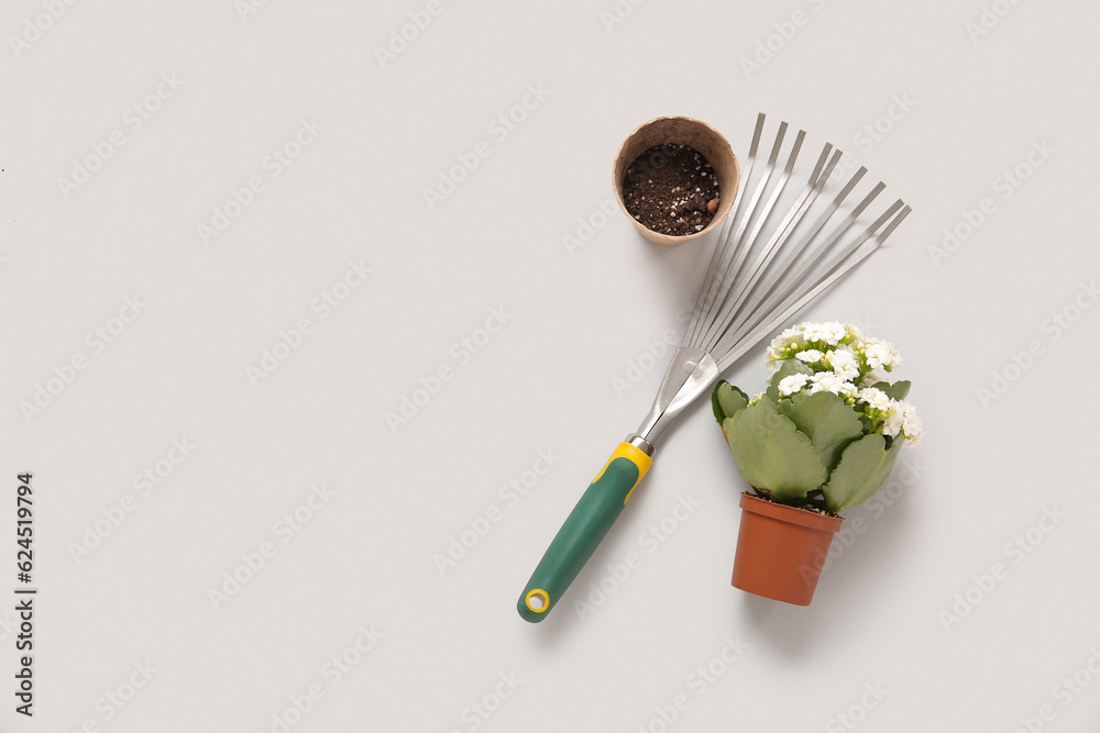 Pots with plant and rake on grey background