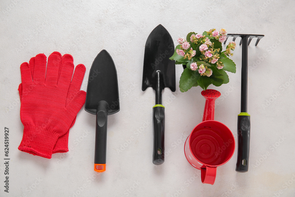 Plant with different gardening tools on light background