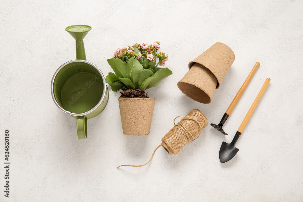 Different gardening tools and plant on light background