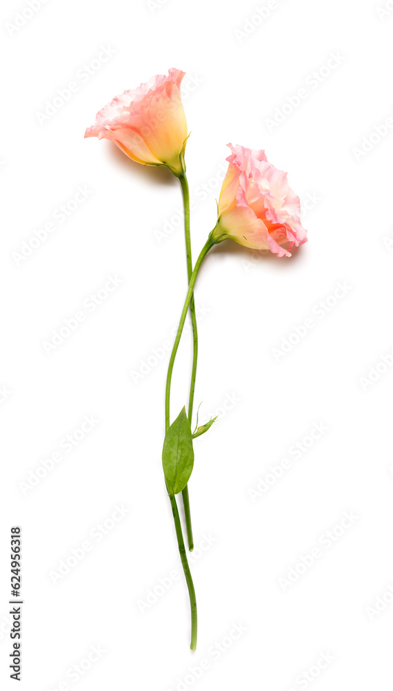 Beautiful pink eustoma flowers on white background