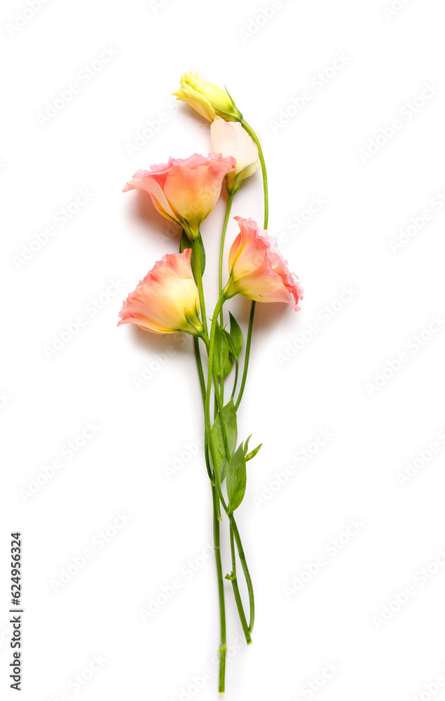 Beautiful pink eustoma flowers on white background