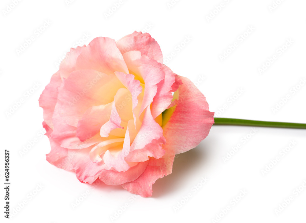 Beautiful pink eustoma flower on white background