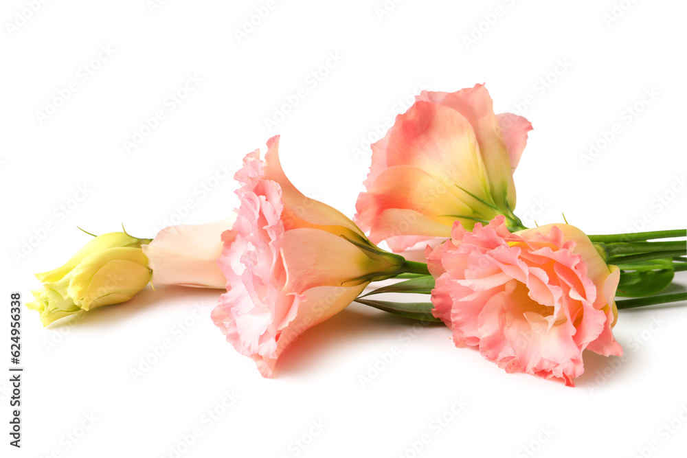 Beautiful pink eustoma flowers on white background