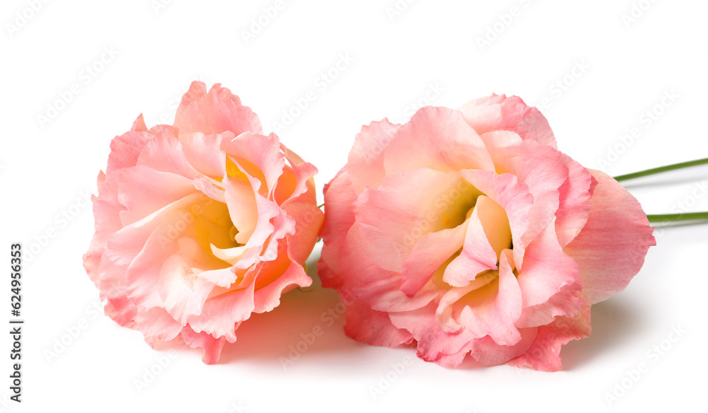 Beautiful pink eustoma flowers on white background