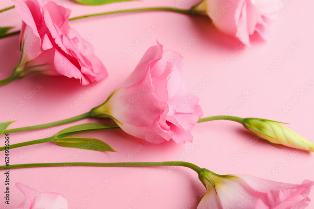 Beautiful pink eustoma flowers on color background