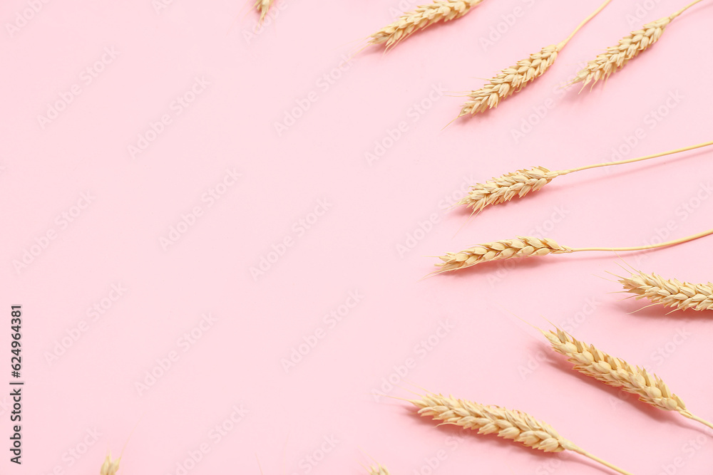 Wheat ears on pink background