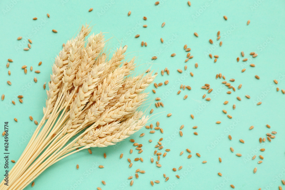 Bundle of wheat ears and grains on turquoise background