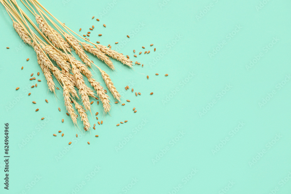 Wheat ears and grains on turquoise background