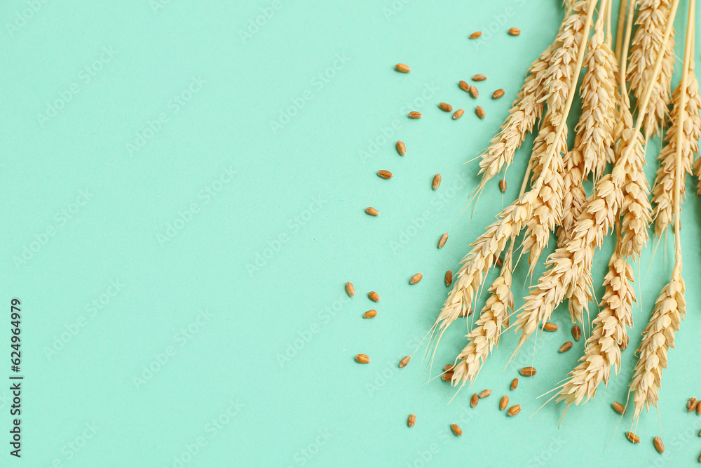 Wheat ears and grains on turquoise background