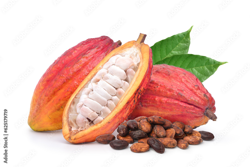 Fresh cocoa pods with dried  cocoa beans isolated on white background.