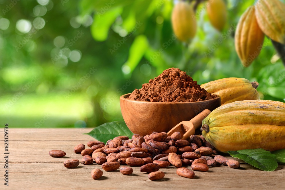 Cocoa beans with cocoa powder on wooden table with cocoa plant background.