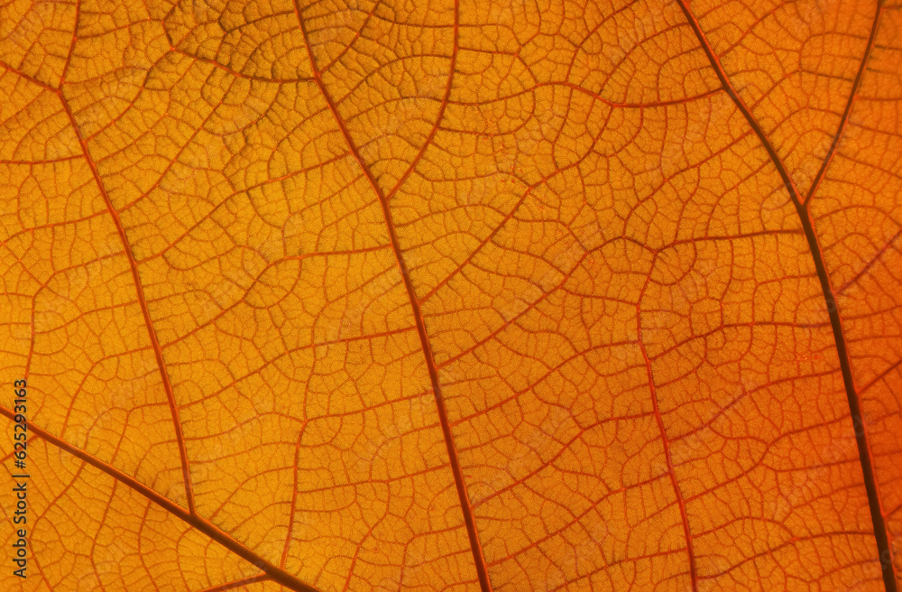 Close up texture of orange leaf with veins