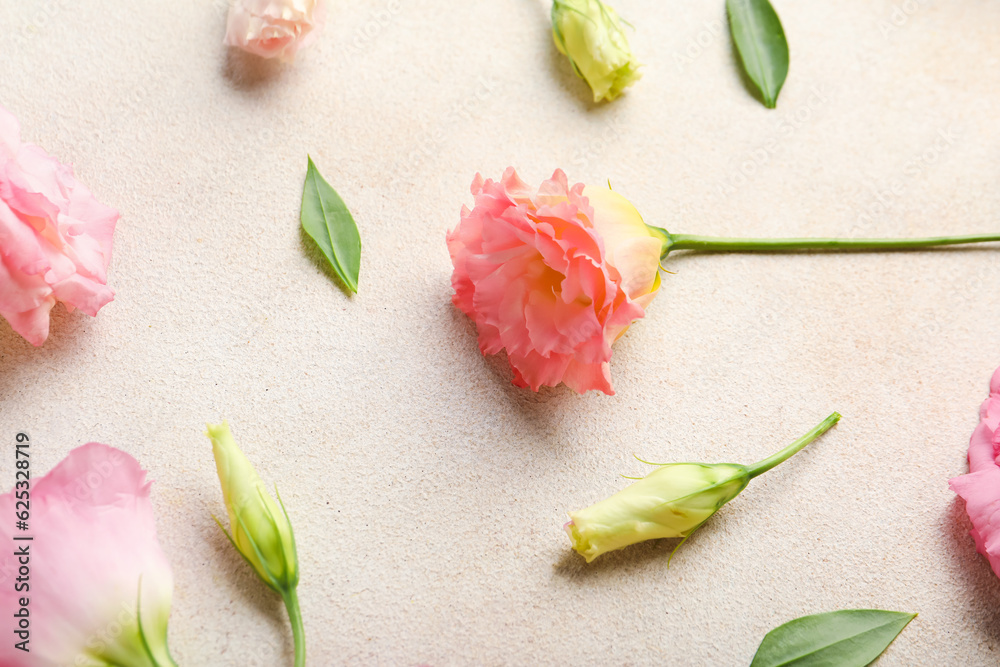 Beautiful pink eustoma flowers on white background