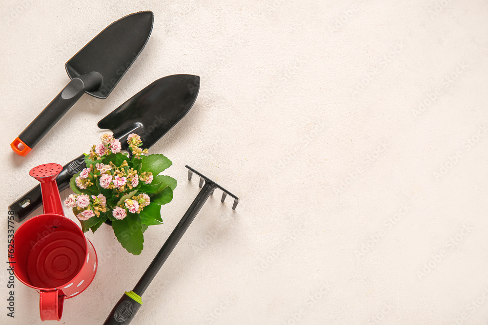 Plant with different gardening tools on light background