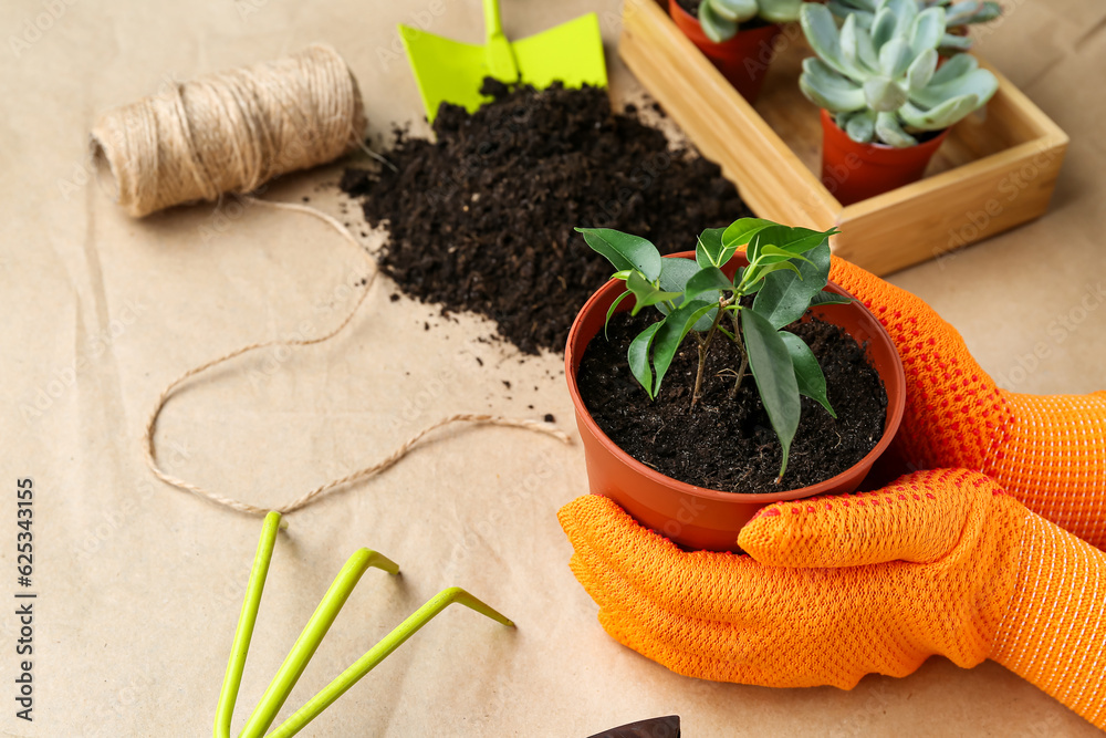 Hands in gloves holding pot with plant on craft paper background. Gardening concept