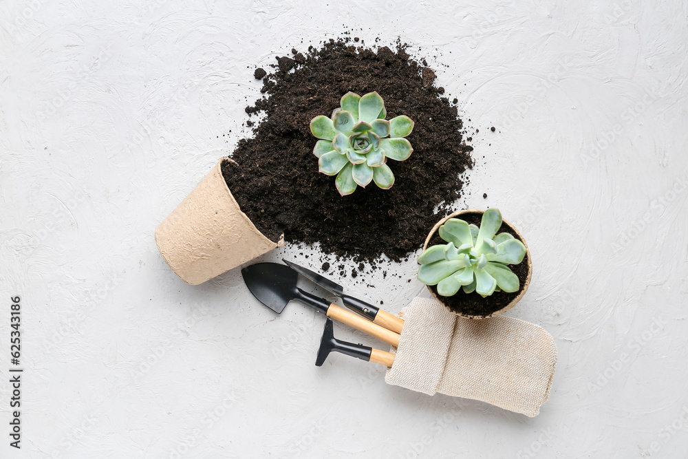 Gardening tools and succulents in peat pots on white background