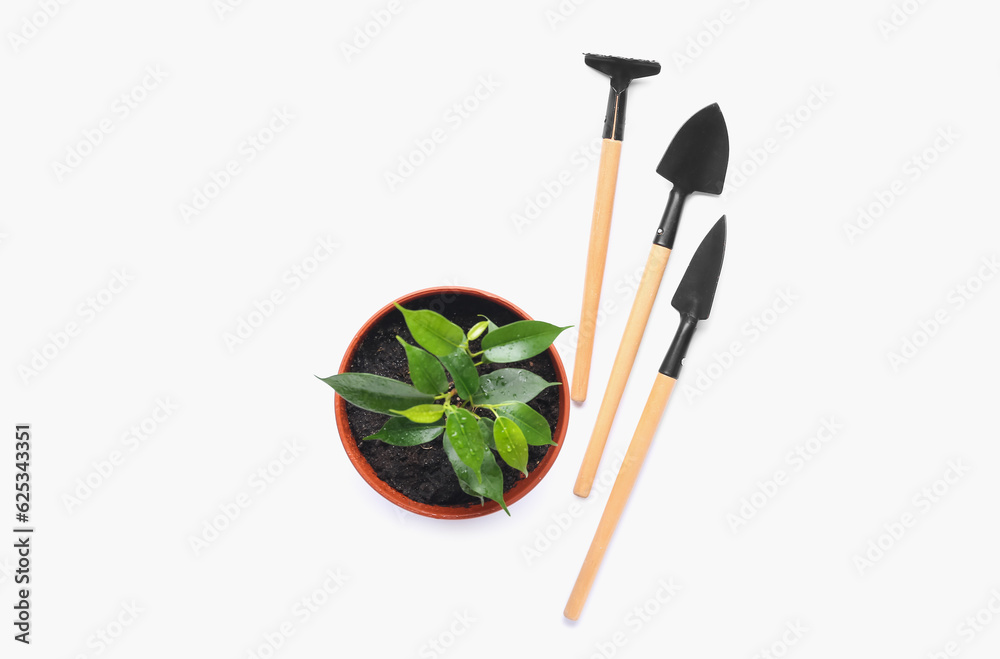 Gardening tools and plant isolated on white background