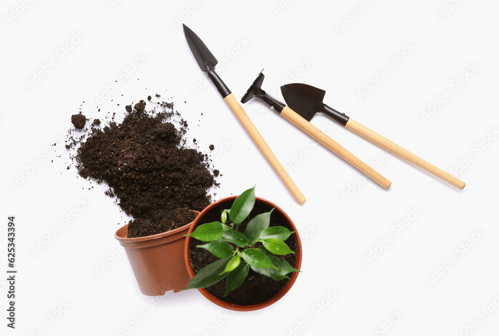 Gardening tools and plant isolated on white background