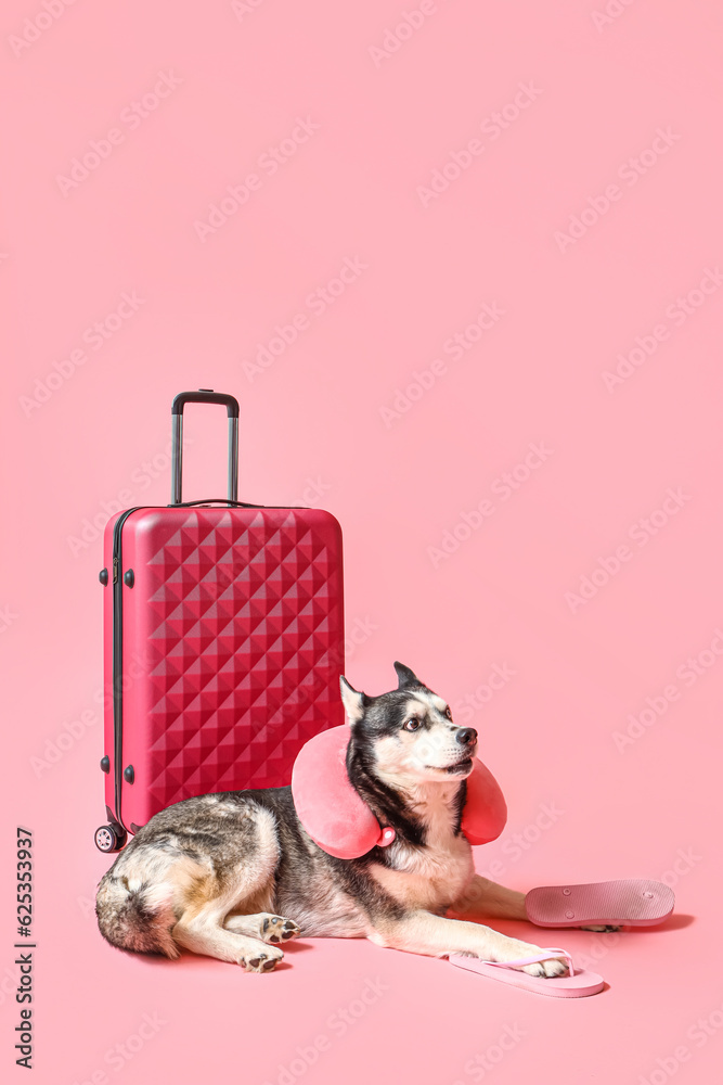 Cute Husky dog with neck pillow and suitcase on pink background