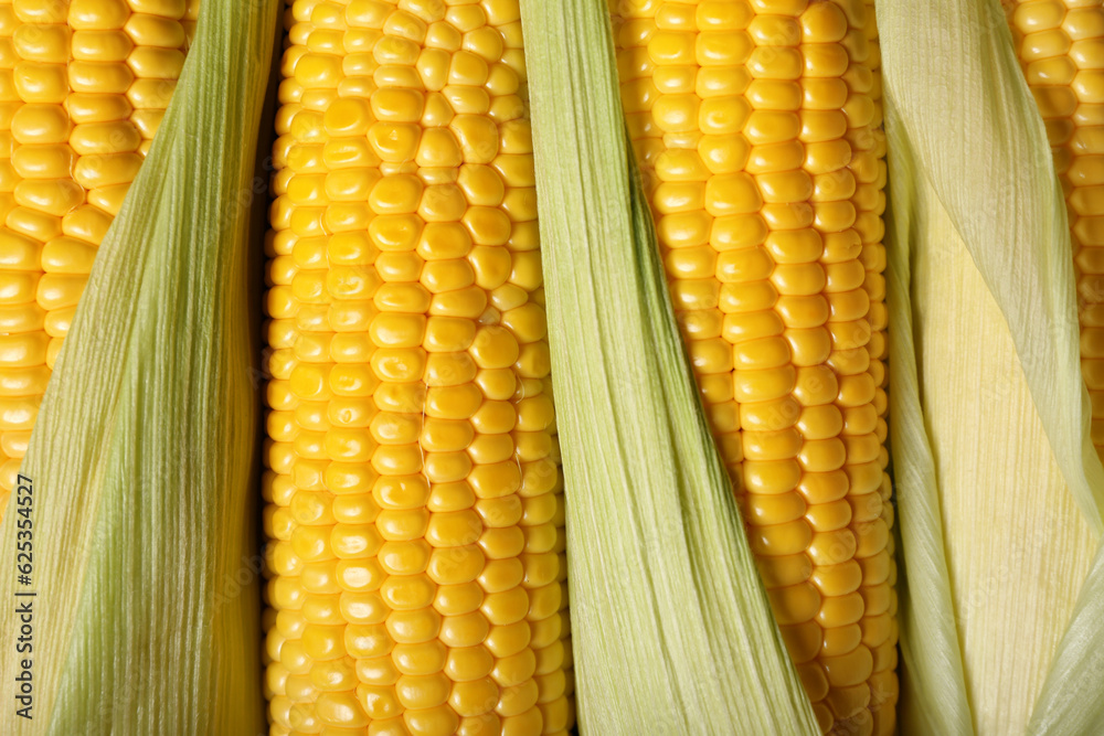 Texture of fresh corn cobs as background