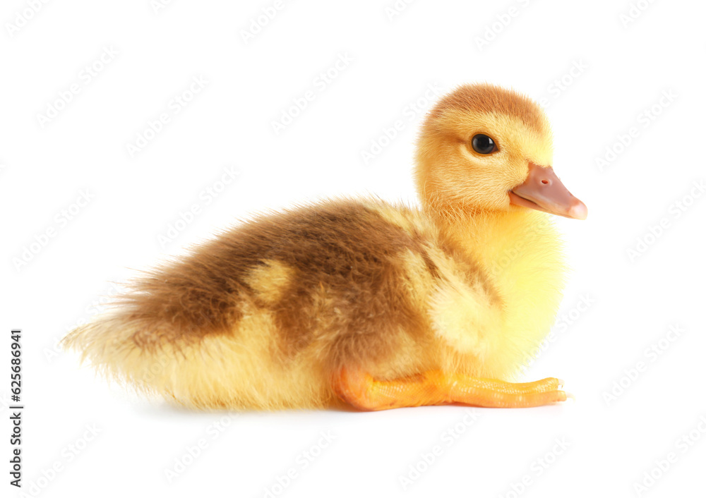 Cute duckling on white background