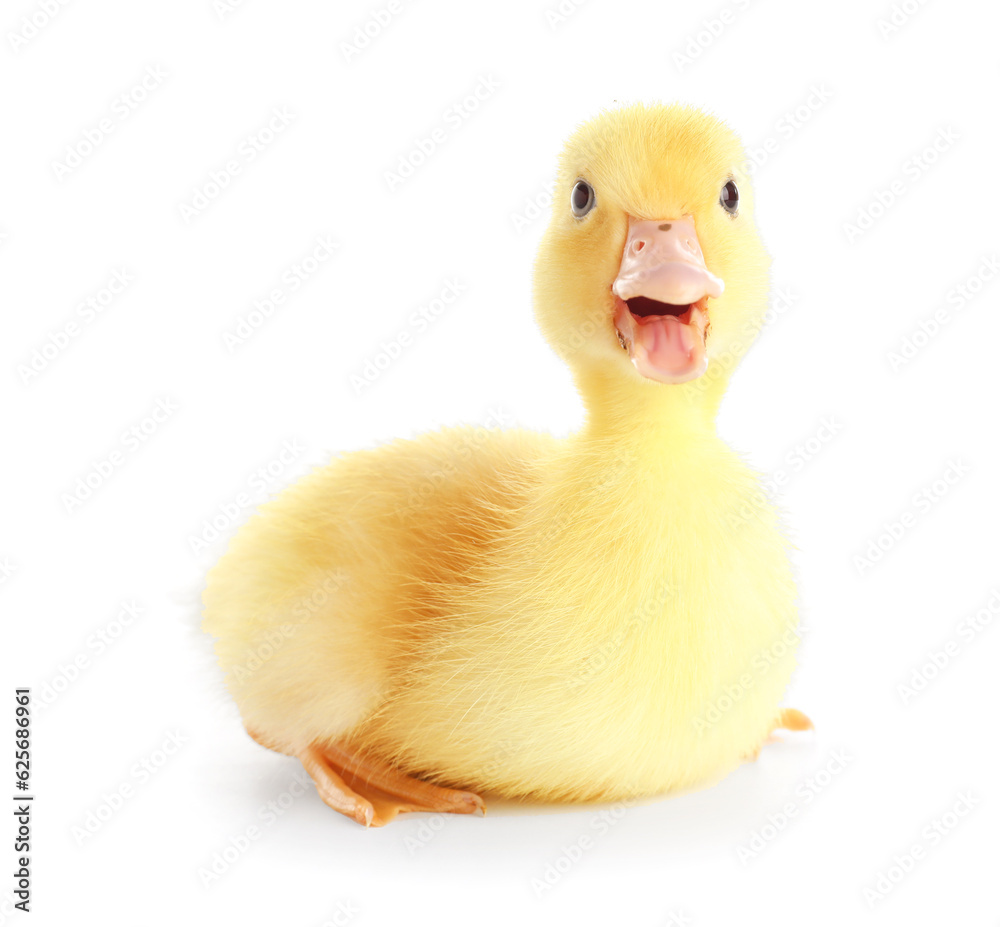 Cute duckling on white background