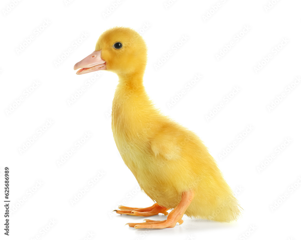 Cute duckling on white background