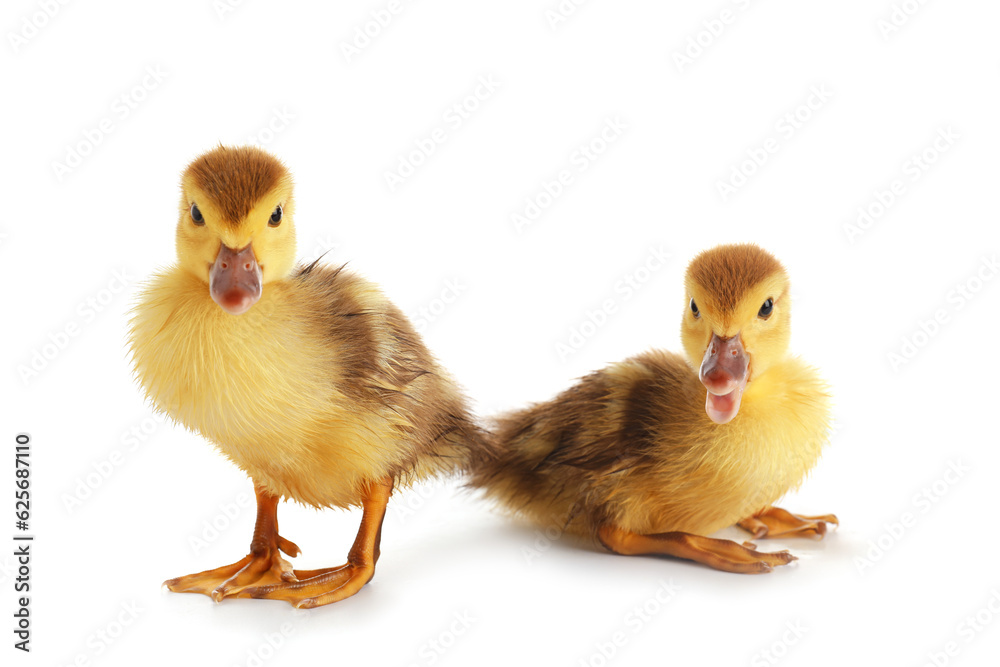 Cute ducklings on white background