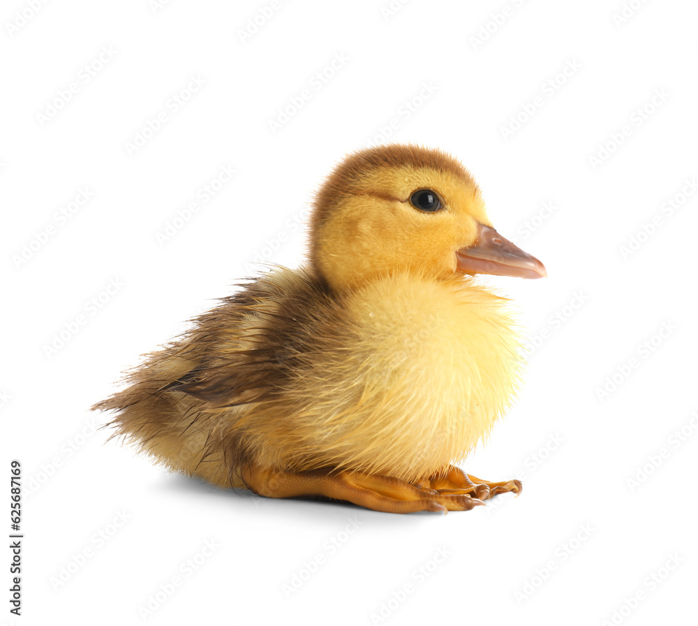 Cute duckling on white background