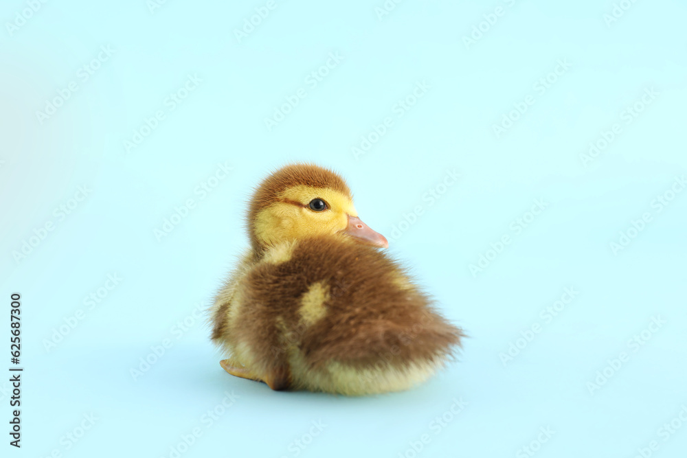 Cute duckling on blue background