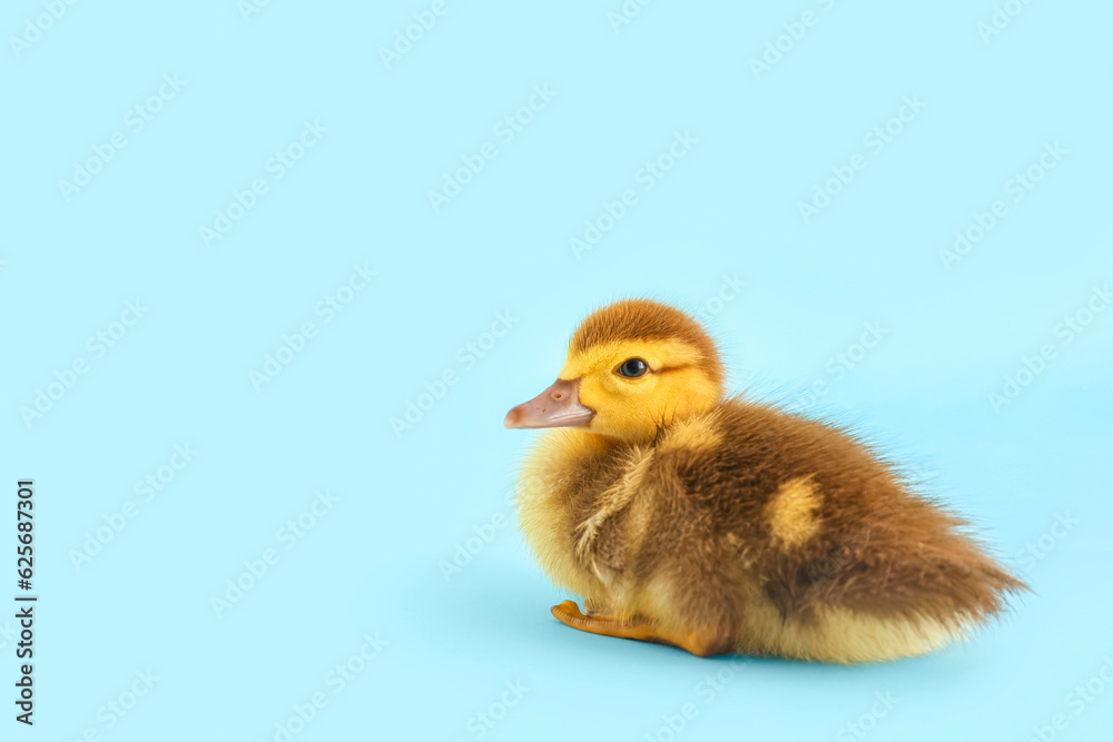 Cute duckling on blue background