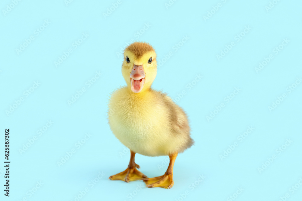 Cute duckling on blue background