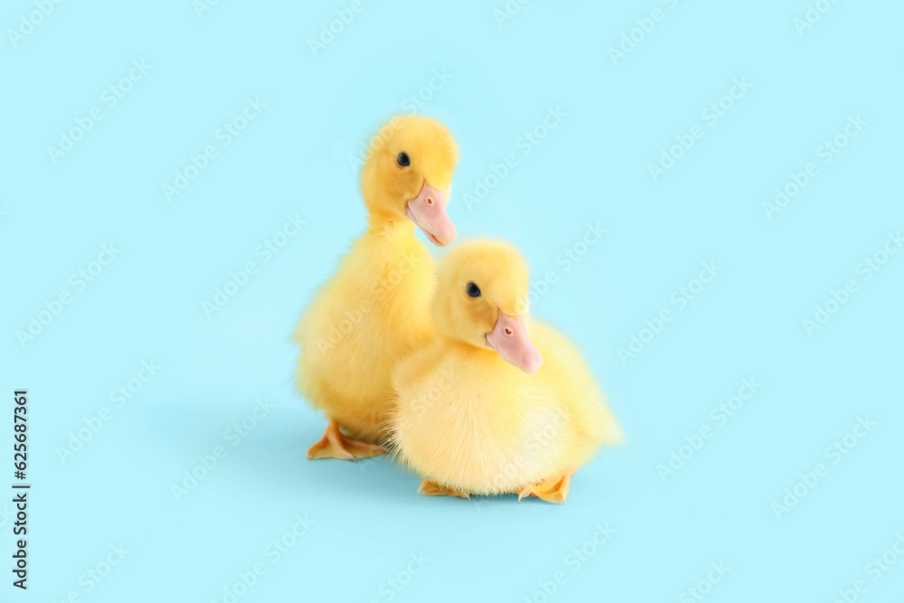 Cute ducklings on blue background