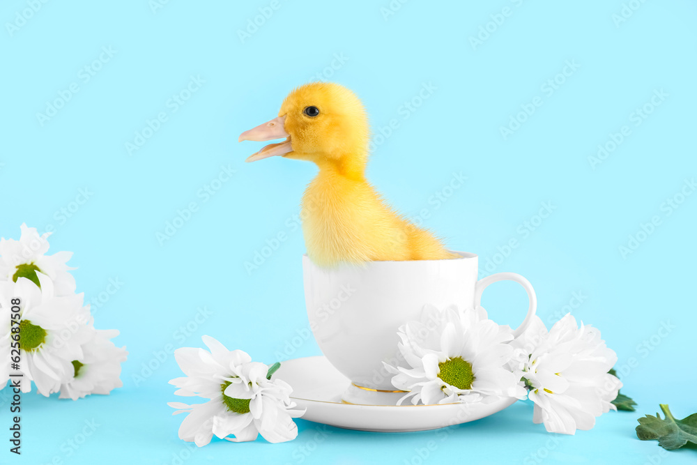 Cute duckling in cup and chamomile flowers on blue background