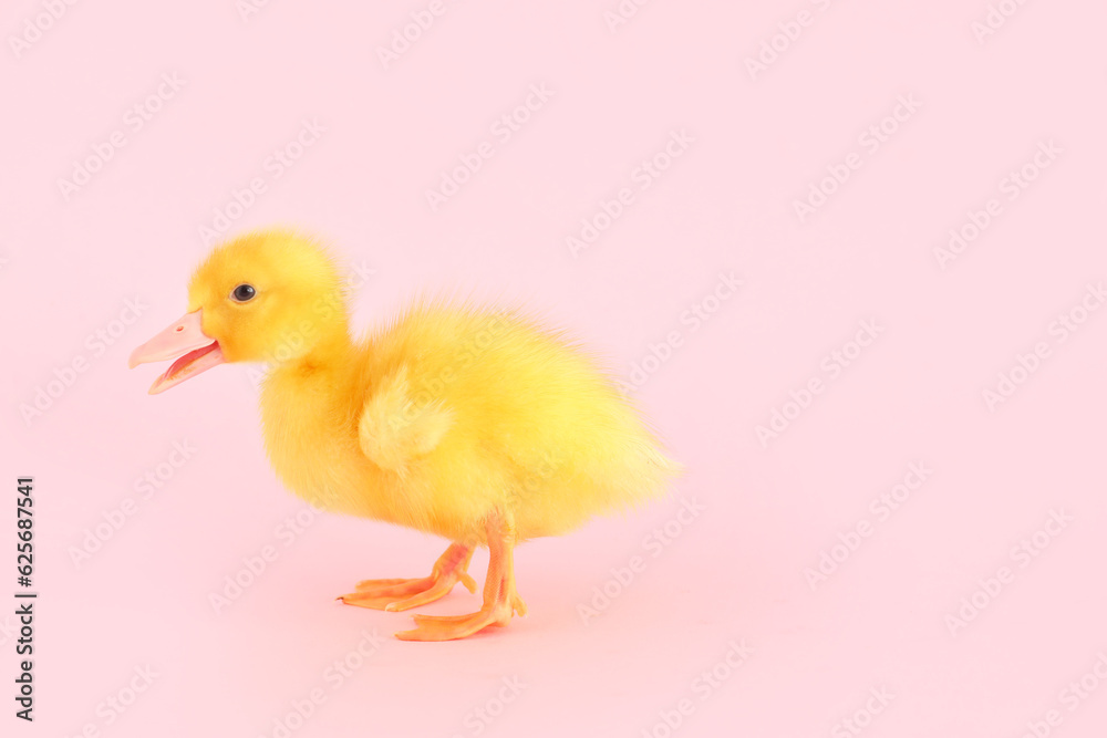 Cute duckling on pink background