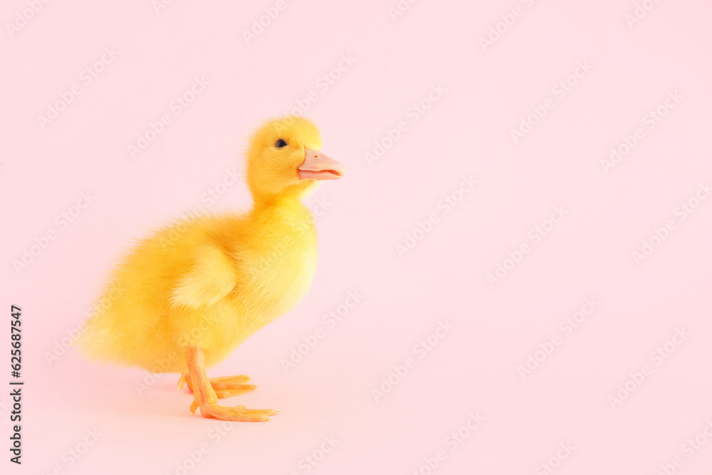 Cute duckling on pink background