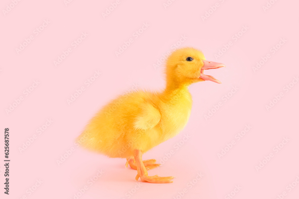 Cute duckling on pink background