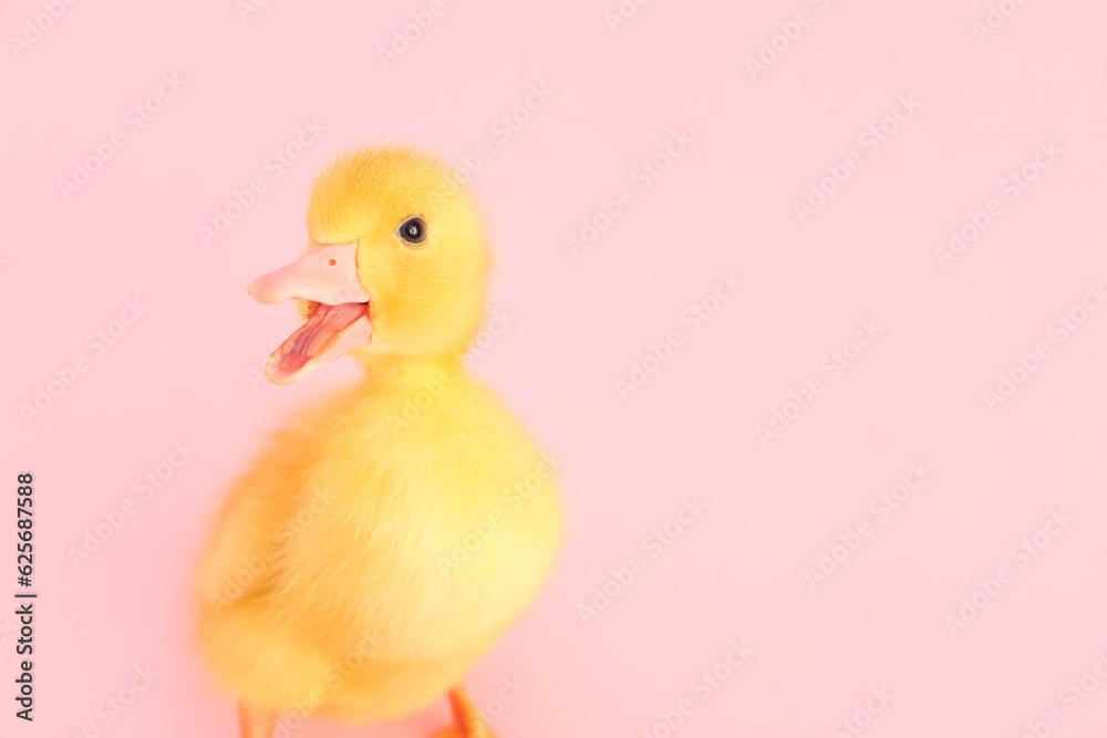 Cute duckling on pink background